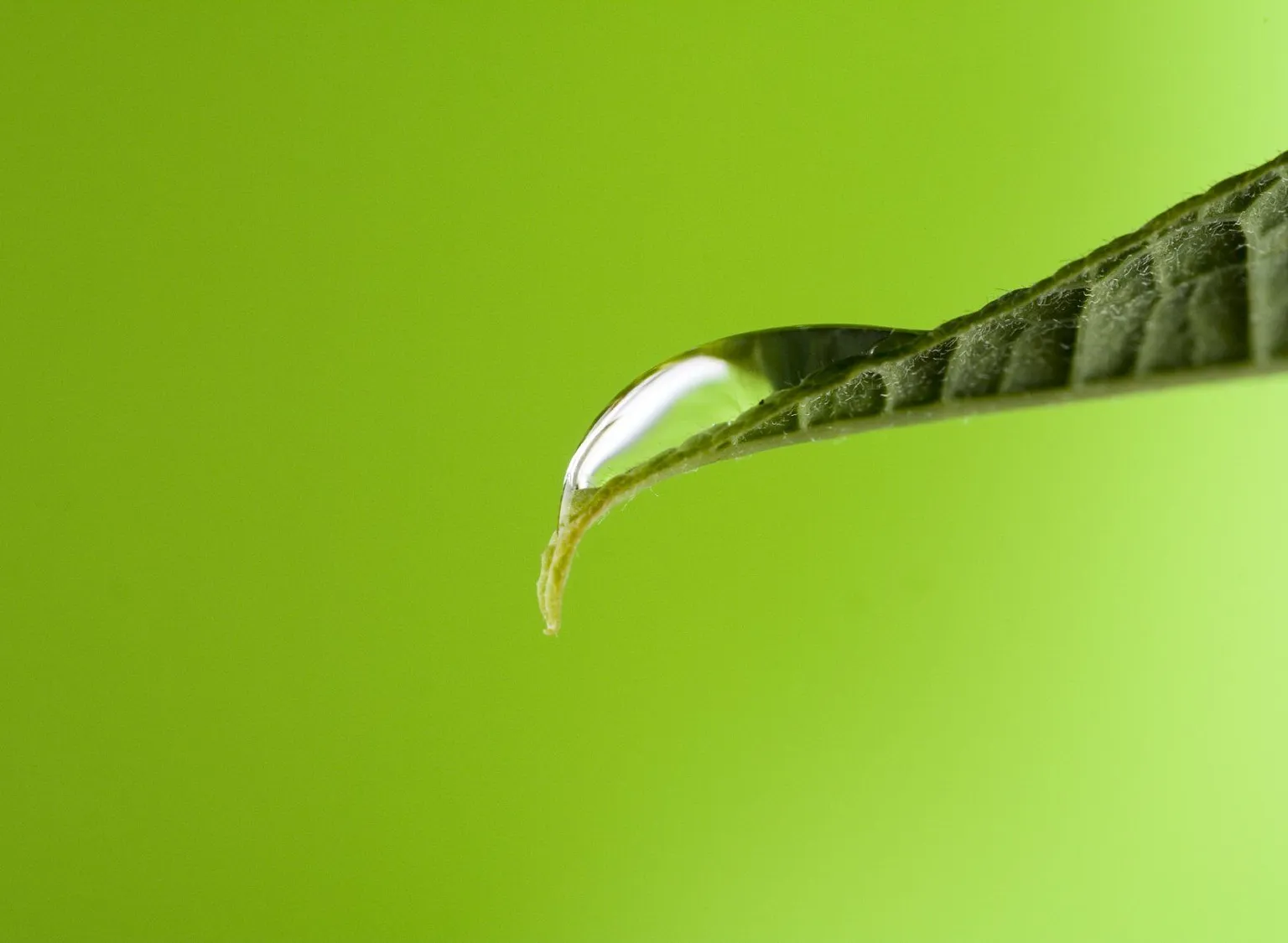 A water droplet resting on a leaf, a quiet image of present-moment awareness