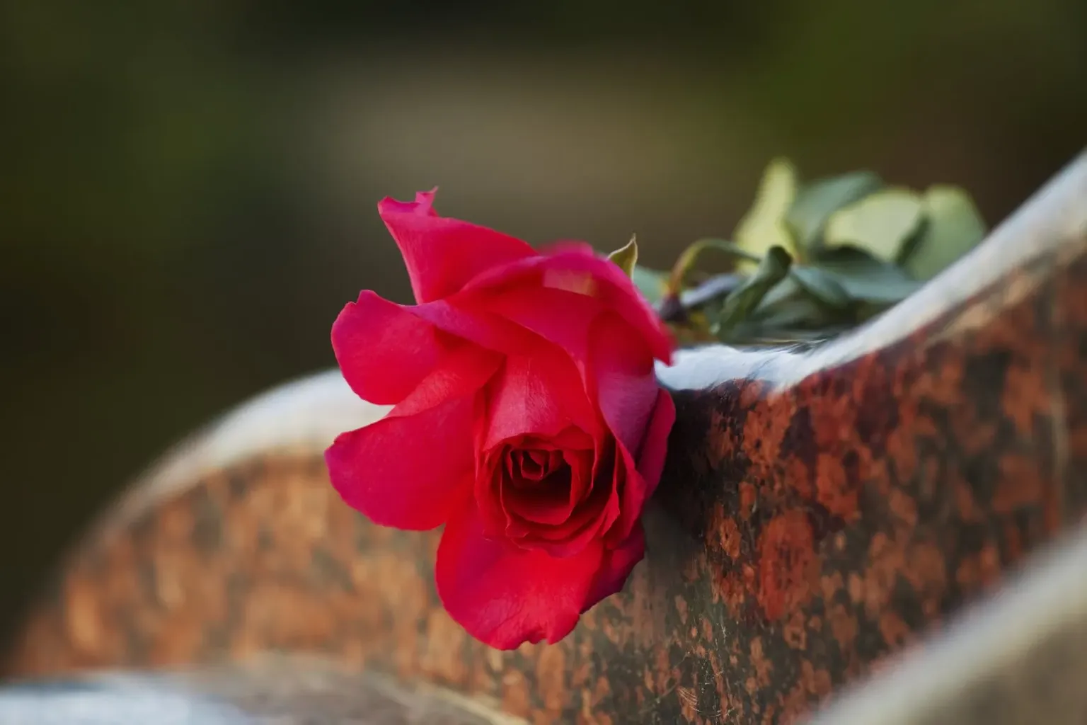 A red rose resting on stone, a quiet image of remembrance and loss