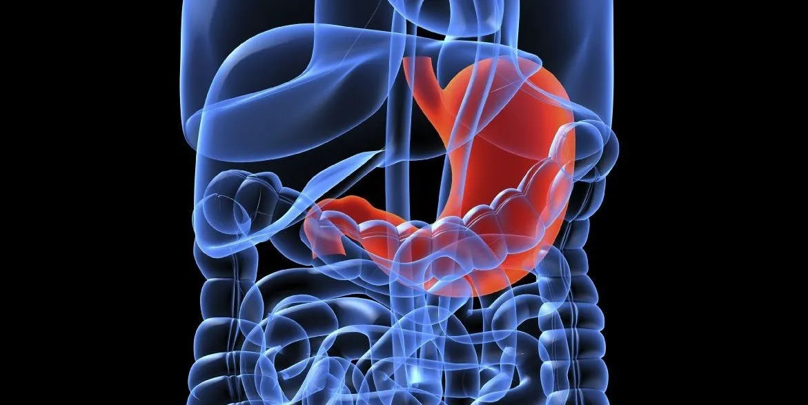 Illustration of the stomach and intestines, highlighting the gut for digestive hypnotherapy